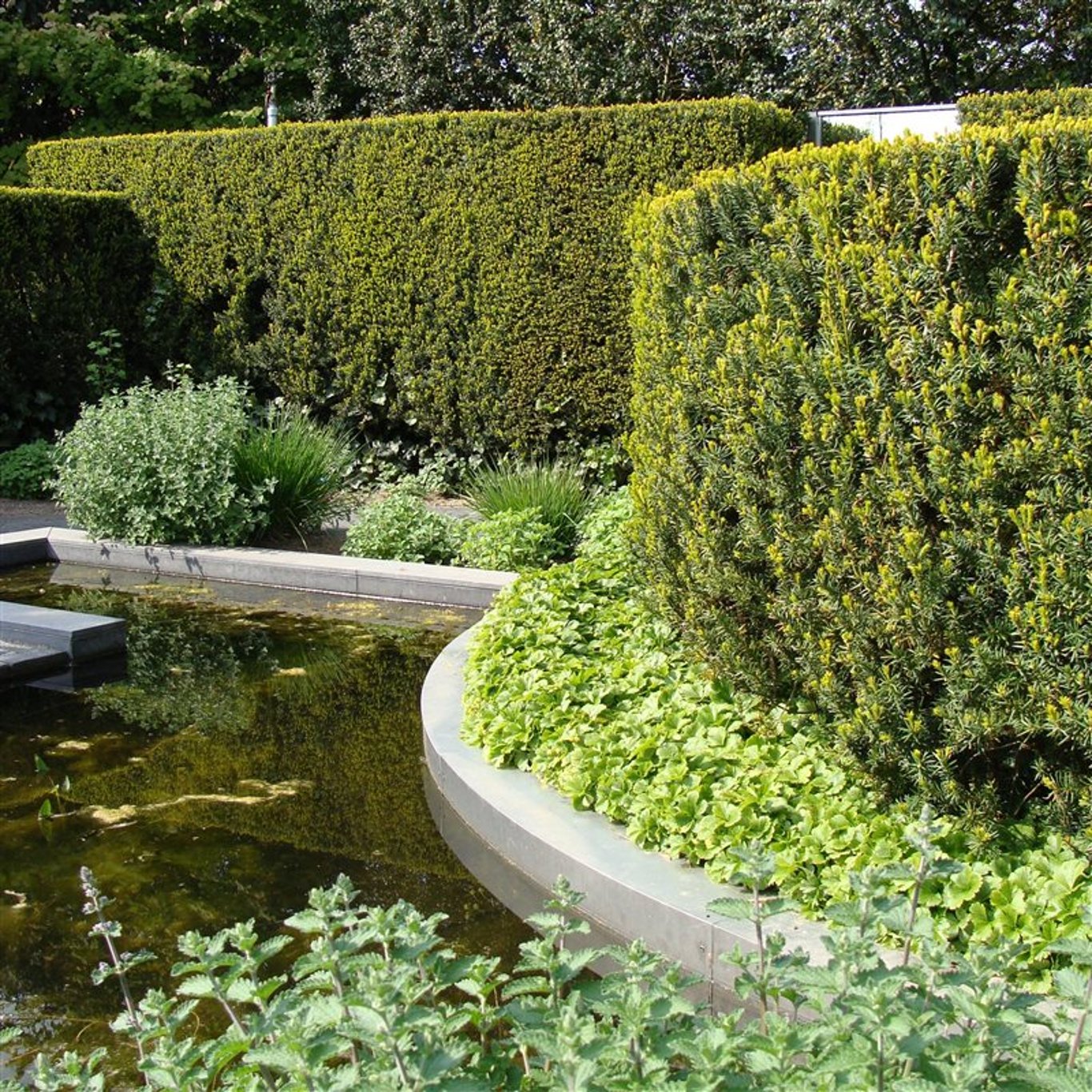 Taxus media 'Hicksii' - P18 PATIO